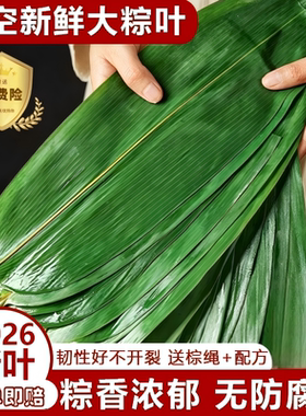 粽子叶新鲜粽叶大号包粽子专用的叶子端午节批发干粽叶大真空野生