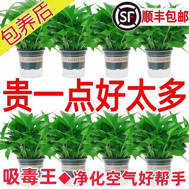 绿萝盆栽室内植物花卉绿植水培长藤垂吊大叶绿箩新房甲醛阳台桌面