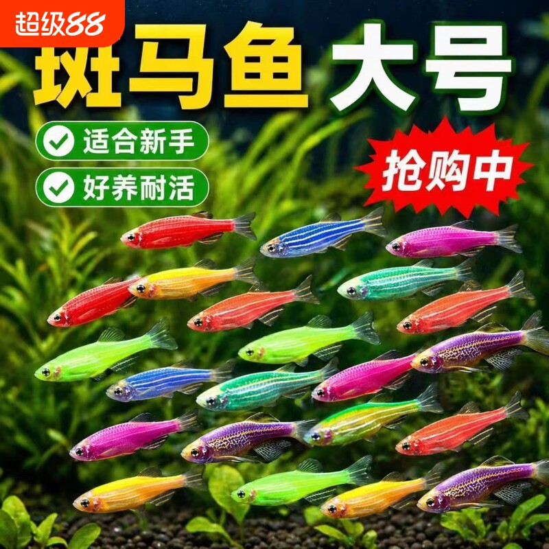 红蓝斑马鱼小型金鱼苗观赏鱼活体图片