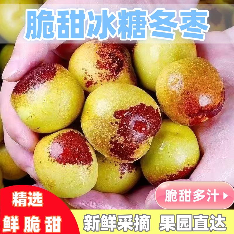 正宗冬枣脆甜新鲜大果应季整箱枣子现摘脆枣冰糖大枣5斤当季水果