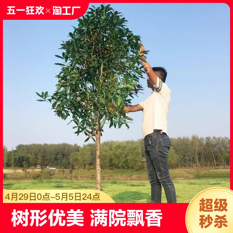 四季桂花树苗金桂丹桂地栽浓香型植物耐寒四季桂绿化阳台客厅庭院