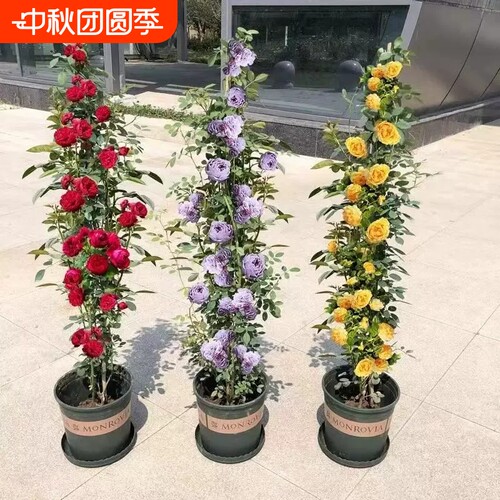 1米6特大藤本月季蔷薇花苗多季开庭院种爬藤植物玫瑰阳台盆栽花卉