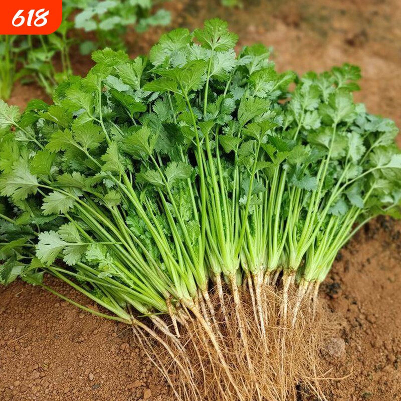 四季香菜种子大叶芫荽根秋冬蔬菜盆栽菜籽籽种大全阳台种植耐热