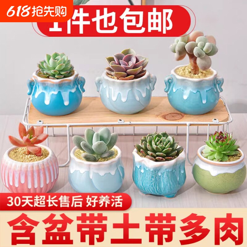 多肉植物组合小盆栽陶瓷桌面绿植室内装饰摆件好养花卉仙人掌老桩