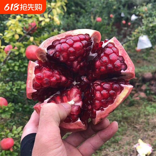 石榴树苗突尼斯软籽石榴苗大红袍特大树盆栽地栽南北方种植果树苗