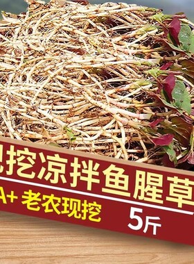 现挖鱼腥草新鲜折耳根嫩根正宗农家蔬菜节节草猪鼻孔泡沫箱加冰袋