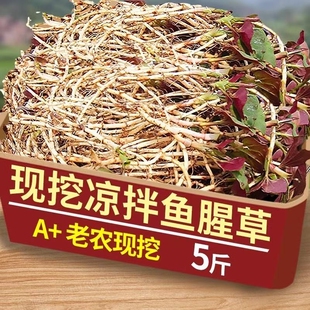 现挖鱼腥草新鲜折耳根嫩根正宗农家蔬菜节节草猪鼻孔泡沫箱加冰袋