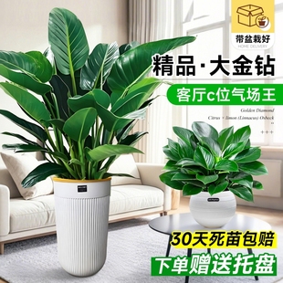 大叶金钻盆栽客厅大型绿植绿萝绿公主室内办公室去除甲醛四季 好养