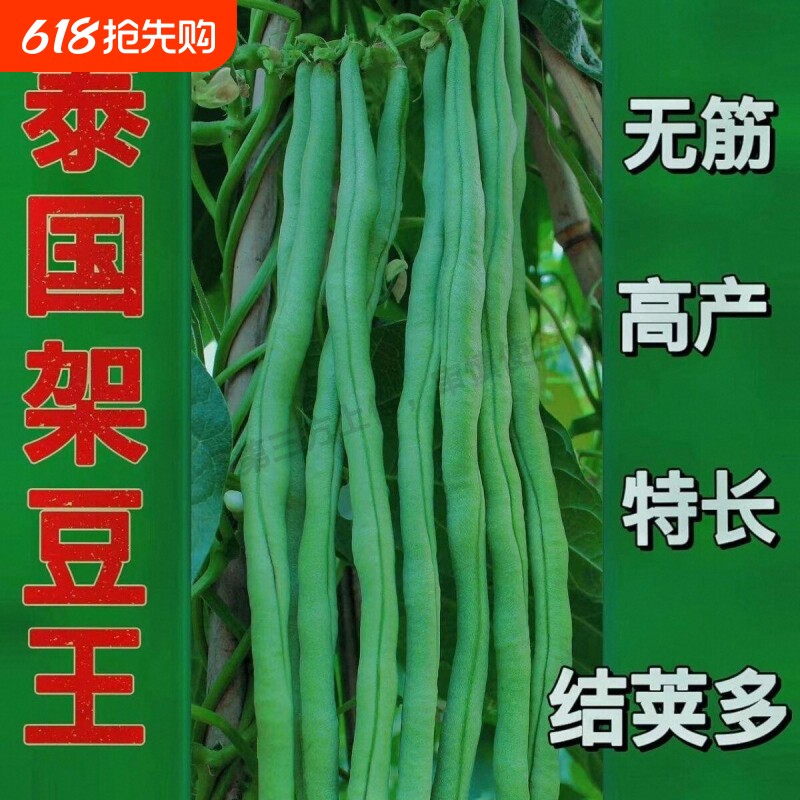 青条长豆角蔬菜种子压塌架长豇豆种籽四季高产易种庭院春秋播种