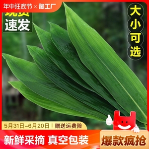 送绳新鲜粽叶大号湖北箬叶端午节包粽子商用批发真空包装叶子子叶