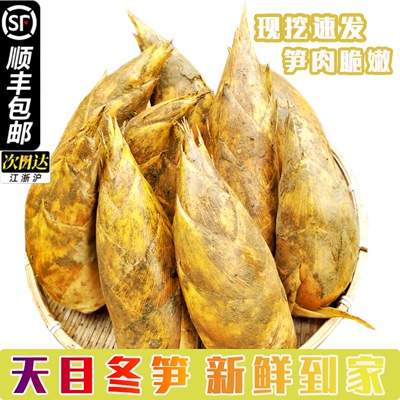 顺丰包邮正宗冬笋农家鲜嫩天然纯野生新鲜竹笋临安黄泥笋去老根笋