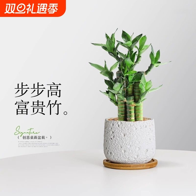 富贵竹步步高荷花竹文昌竹水养盆栽办公室内绿植客厅桌面高级感