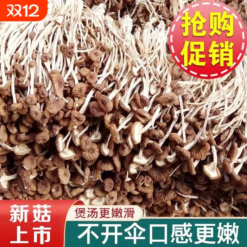 古田茶树菇菌状元农家新货香菇干货茶新菌菇虫草毛重煲汤净重批发