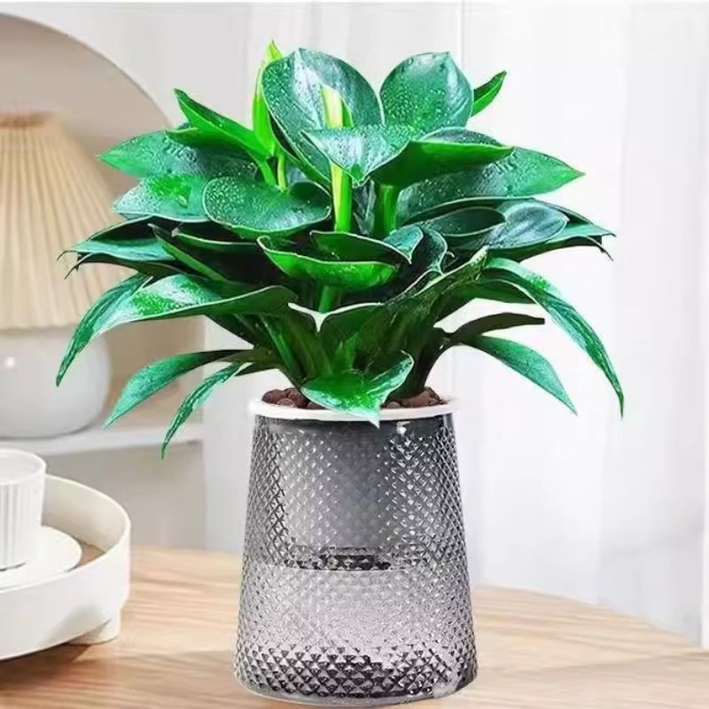 金钻盆栽绿萝箩水培植物室内好养花卉绿植多肉客厅新房吸除去甲醛