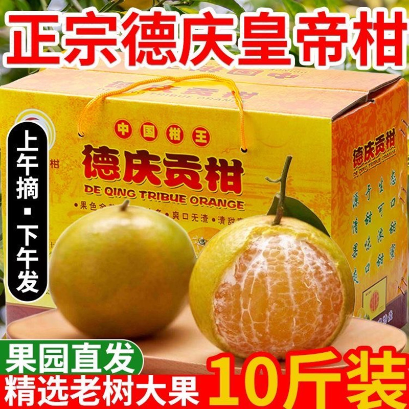 正宗德庆贡柑皇帝柑果园现摘现发桔子橘大中小果礼盒装新鲜一整箱