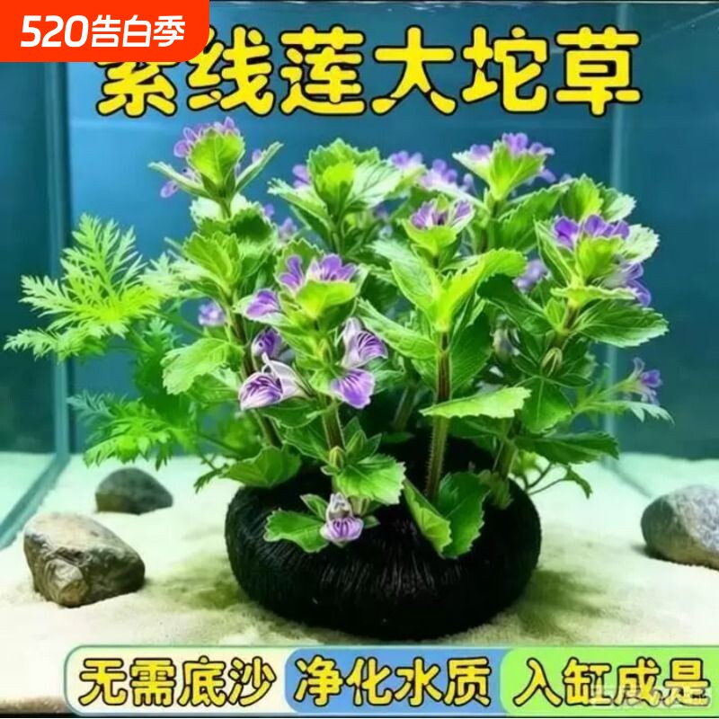 净水植物紫线莲沼泽过滤水草大聚藻水陆缸养鱼养龟鳖淡水净化水质
