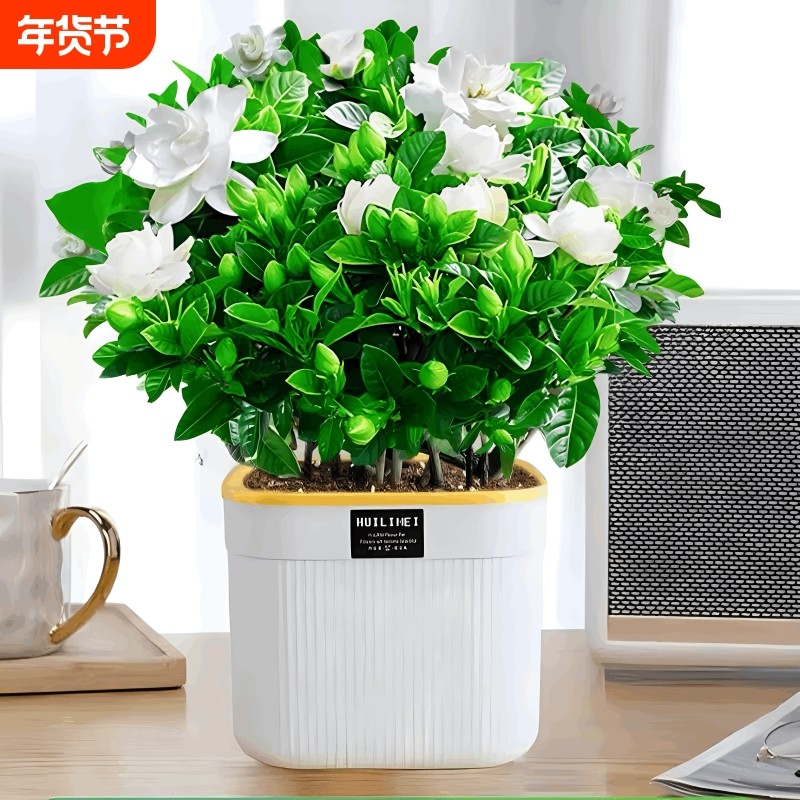 栀子花盆栽四季开花带花苞茉莉花卉老桩水培九里香绿植物室内好养,鲜花速递/花卉仿真/绿植园艺,时令草本花卉,淘宝优惠券,粉丝福利购,淘宝优惠卷