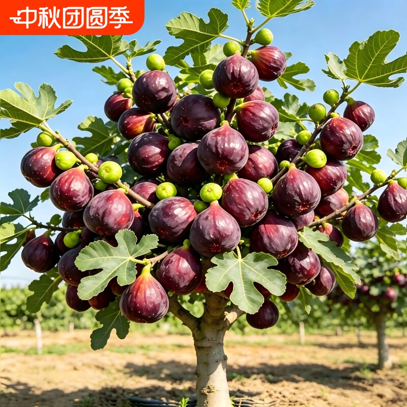 无花果树果苗特大果格莱斯波姬红芭劳奈地盆栽南北方种植当年结果图片