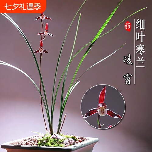 名贵兰花苗 细叶寒兰高档室内好养浓香冬带花苞桌面盆栽绿植花卉