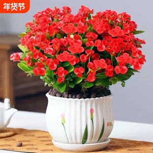 铁海棠盆栽大花虎刺梅老桩水培盆景办公室内多肉绿植物四季开花卉