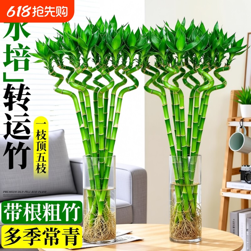 转运竹水养带根富贵竹水培植物客厅招财盆栽室内桌面花卉绿植粗杆