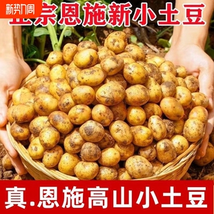 小土豆迷你蔬菜洋芋黄心 正宗恩施高山新鲜土豆应季 恩施发货
