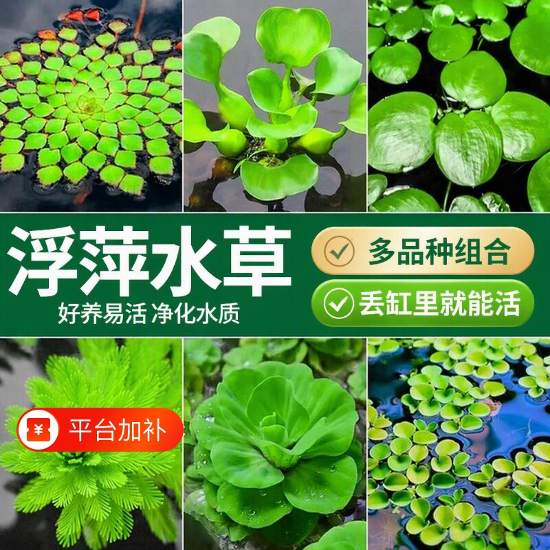 圆心萍浮萍水草植物鱼缸造景增氧净化一叶莲水葫芦睡莲净水真水草