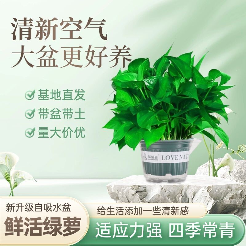 绿箩一整箱养易活室内植物花卉垂吊大叶绿萝除甲醛新房防甲醛绿植