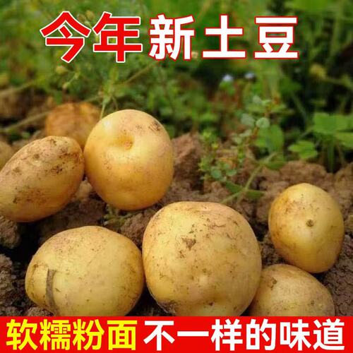 恩施小土豆农家自种现挖