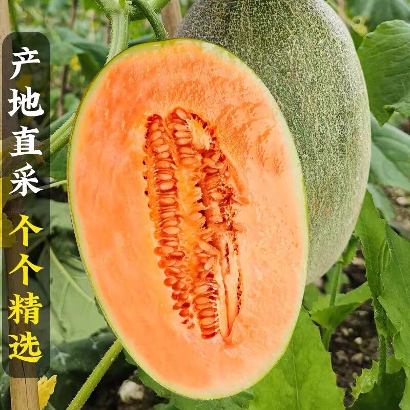 甜瓜哈密瓜脆爽新鲜当季水果晓蜜多汁爽口脆甜西州蜜