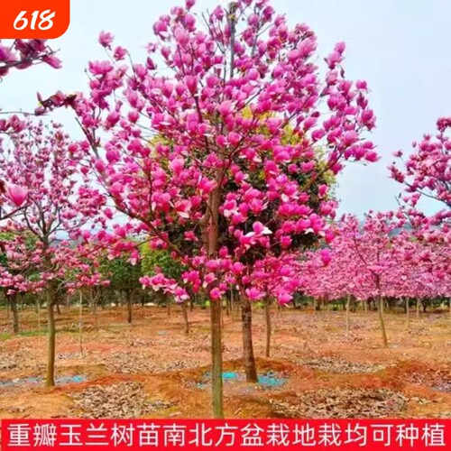玉兰花树苗带花苞红白紫玉兰树室外矮化庭院四季花卉盆栽绿化大树