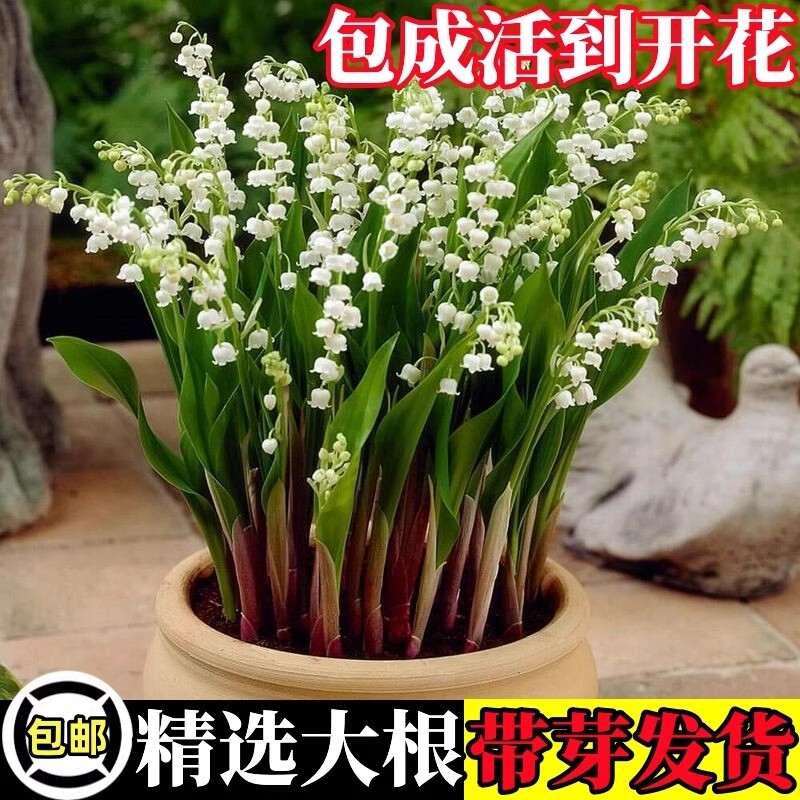 铃兰花苗带根盆栽种球进口耐寒室内外花卉四季播种开花种子苗阳台图片