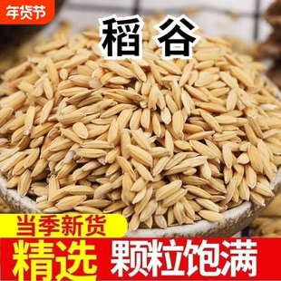 9.8斤干净稻谷喂鸡新鲜便宜农家带壳粮食谷子水稻鹅鸽饲料鸡鸭