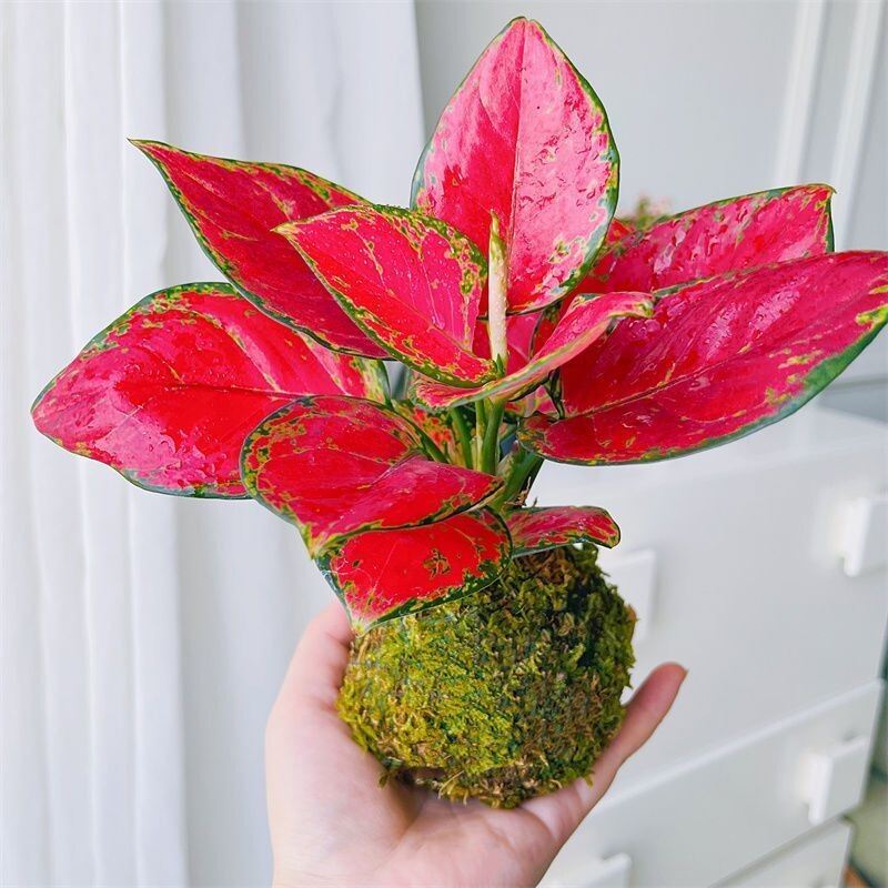 吉利红红颜如意水培植物室内花卉四季好养净化空气