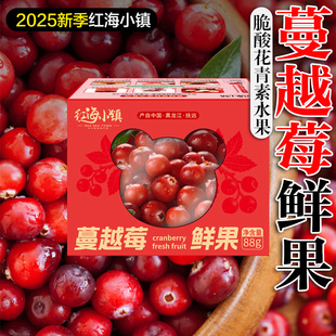 鲜蔓越莓鲜果红海小镇有机认证蔓越莓富含花青素脆酸健康水果包邮