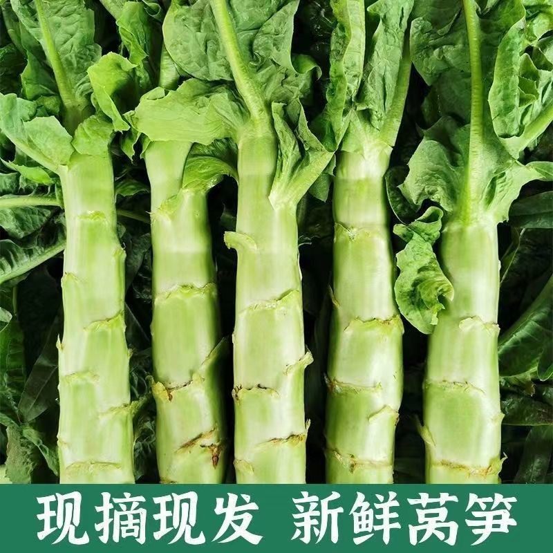 云南新鲜莴笋紫叶青皮笋莴苣脆嫩莴笋尖红叶香笋农家蔬菜现砍包邮