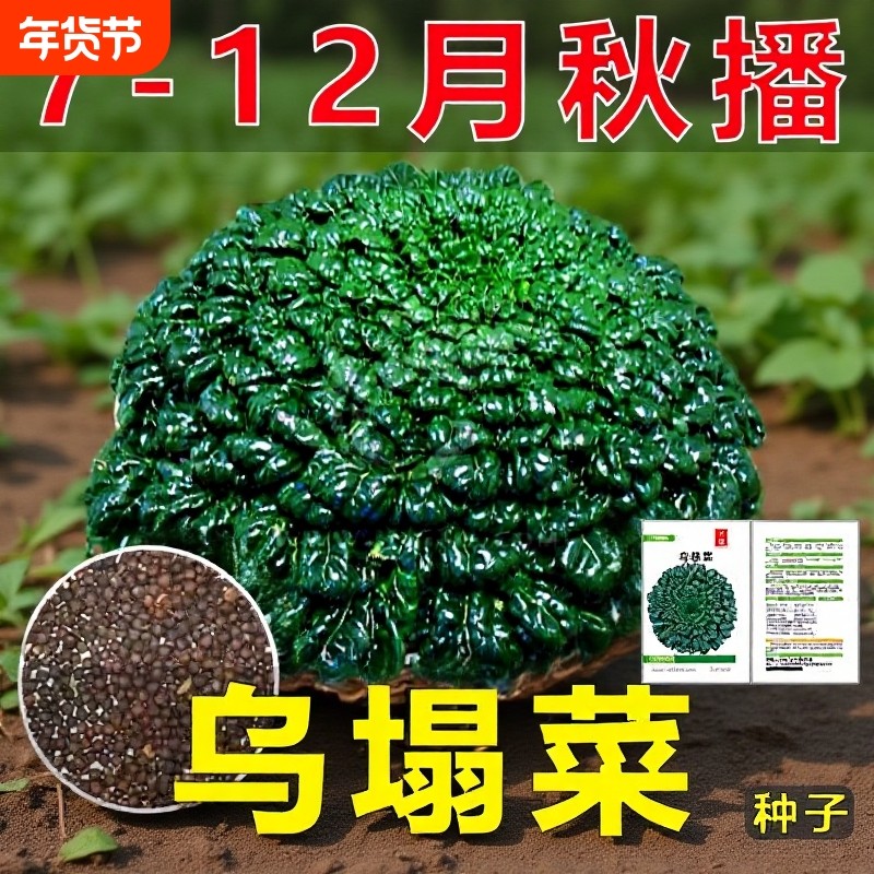 【新种上市】乌塌菜菜种子耐寒黄心乌塌菜籽菊花心秋冬青菜蔬菜