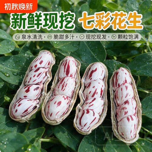 新货云南七彩花生现挖湿花生新鲜七彩花生五彩花生带壳水果花生