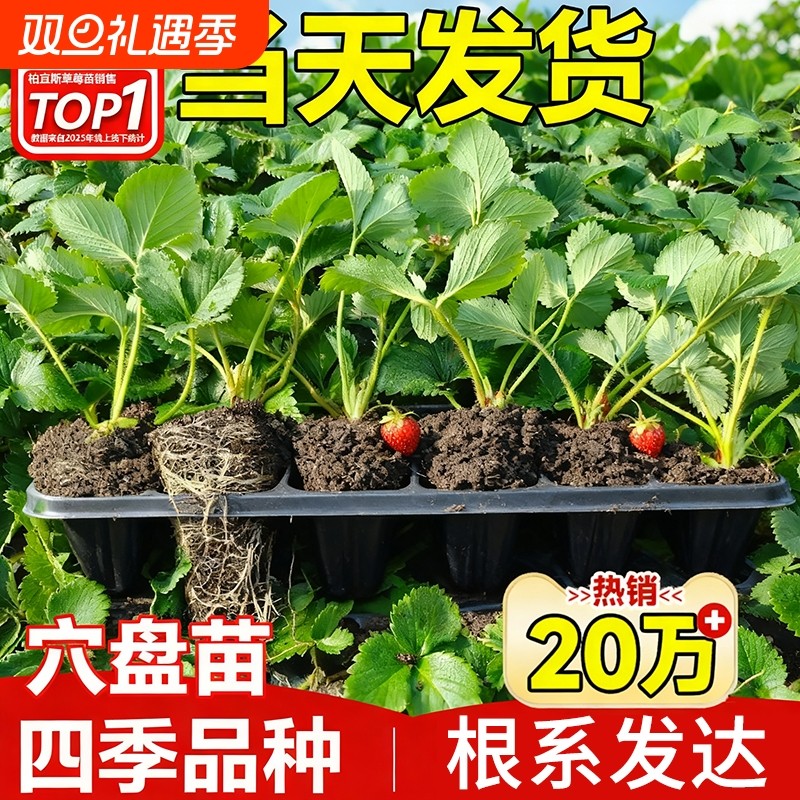 四季草莓苗奶油红颜妙香隋珠种植草莓盆栽当年结果新苗带土穴盘苗