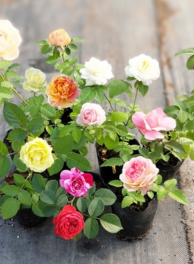 大花浓香四季开花蔷薇花苗爬藤植物庭院阳台玫瑰盆栽多规格