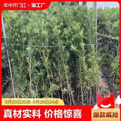 罗汉松拆迁占地树苗造型阳台常青庭院客厅盆景绿篱植物带土苗小叶