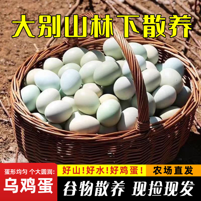 绿壳乌鸡蛋农家土鸡蛋新鲜土鸡蛋