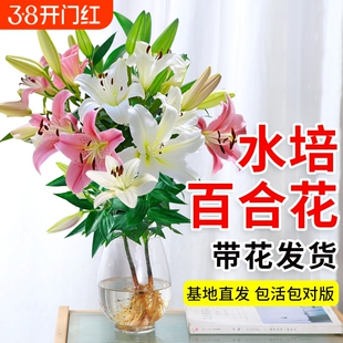 百合鲜花水培植物香水百合花种球盆栽带花苞花卉植物室内花好养