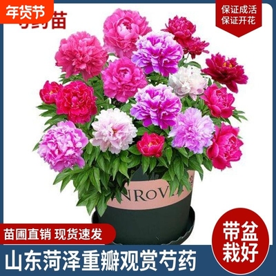 重瓣大花芍药花苗牡丹