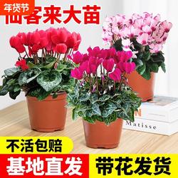 仙客来盆栽带花苞花苗室内重瓣长寿花卉四季开花好养植物鲜花大花