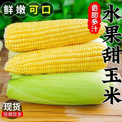 广西太阳花水果甜玉米5斤/9斤新鲜当季蔬菜生吃甜糯玉米金银花