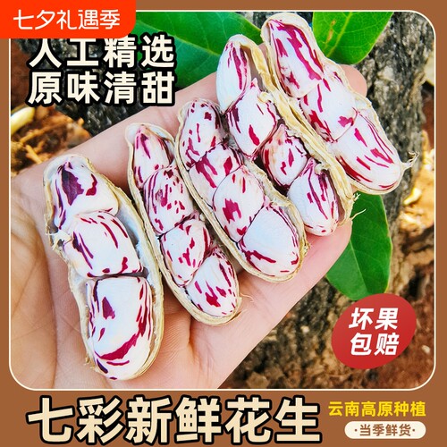 领补贴新鲜现挖七彩花生带壳牛奶花生现货农家云南新货原味鲜花生