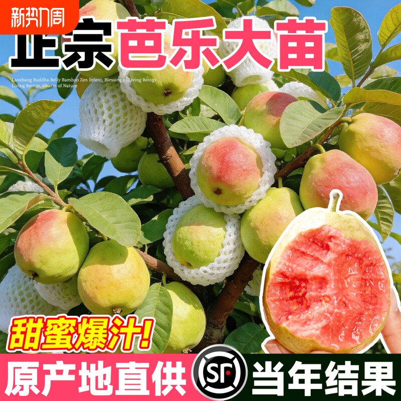 芭乐番石榴树果苗红心树苗南方种植庭院盆栽地栽四季果树当年结果