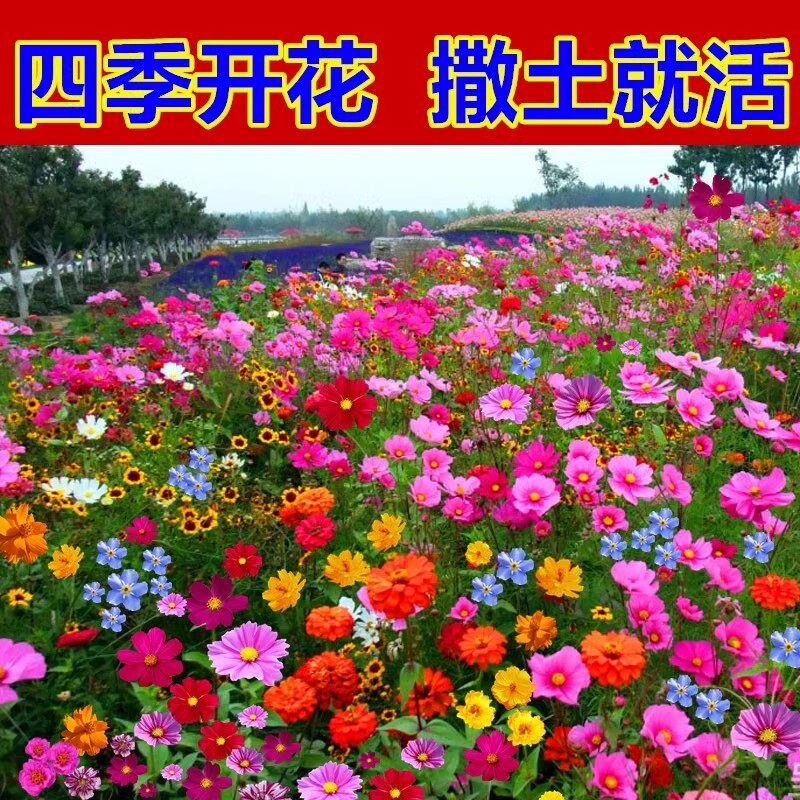 野花组合花种子波斯菊四季播种开花室外庭院格桑花凤仙花太阳花籽图片