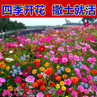野花组合花种子四季播种开花室外波斯菊庭院格桑花凤仙花太阳花籽